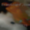 Pussy 37055